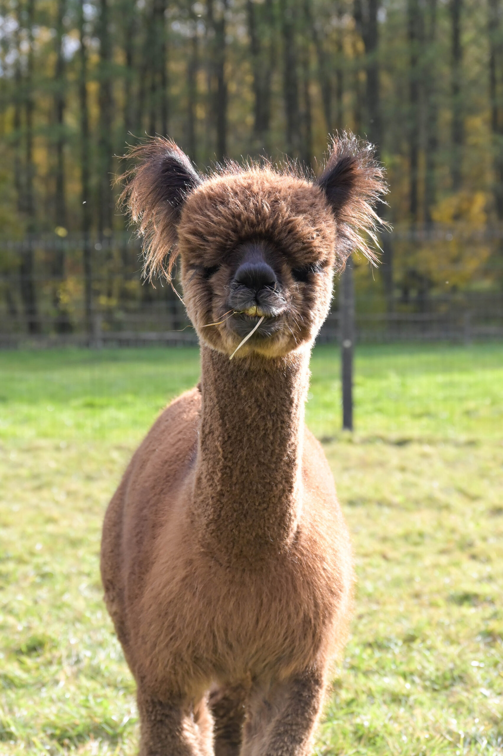 Biscotto