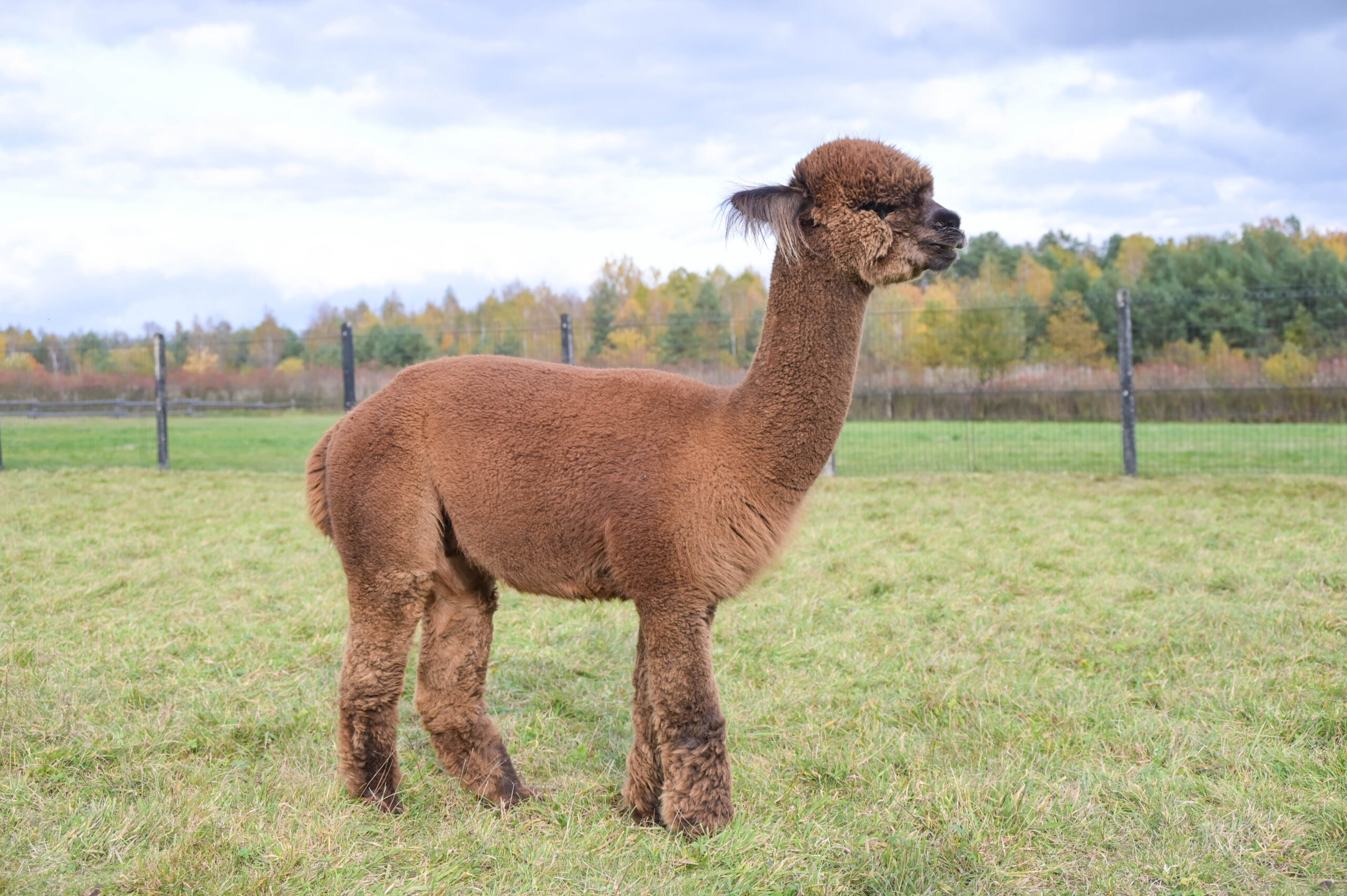 Biscotto 1