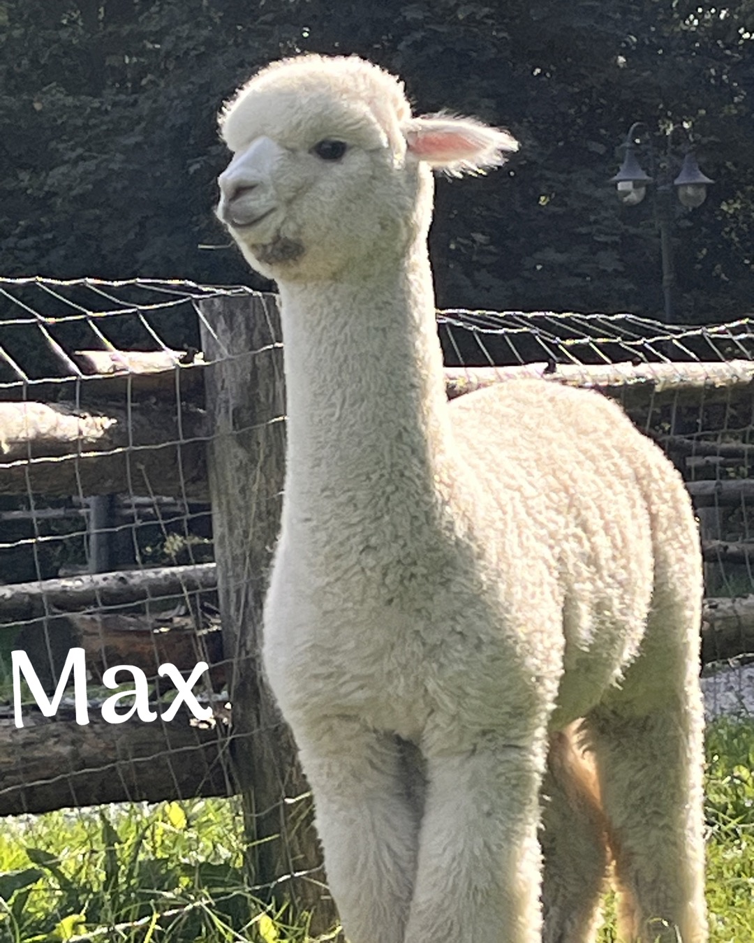 Max