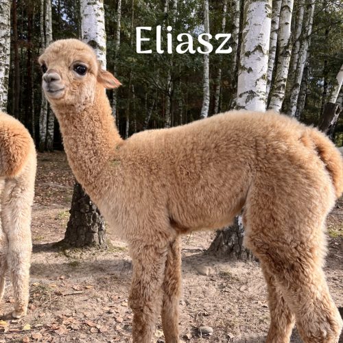 Eliasz