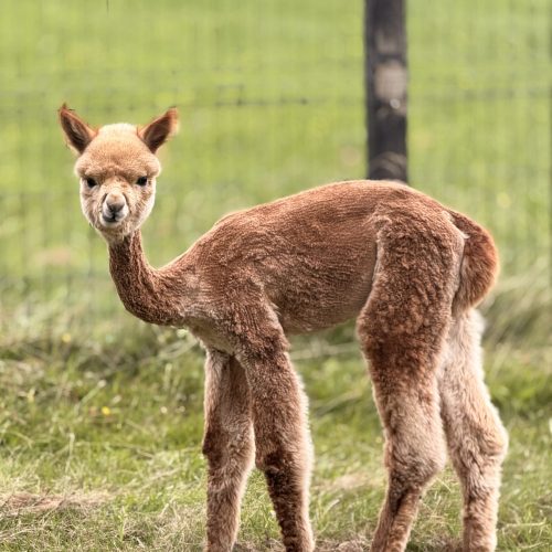 Henrietta